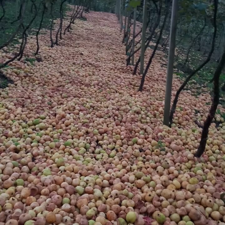 Sem compradores, produtores descartam toneladas de goiaba no RS