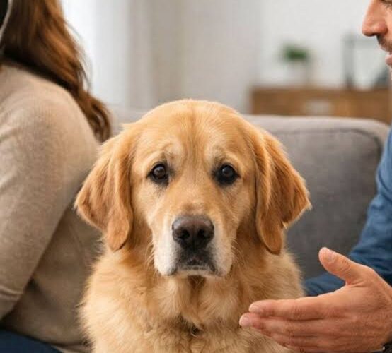 Nova lei define guarda compartilhada de pets após separação