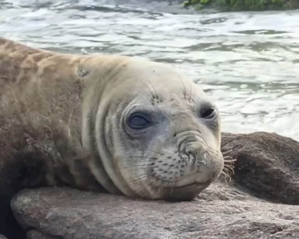 Elefante-marinho é flagrado descansando no Farol de Santa Marta em Laguna