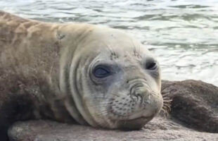 Elefante-marinho é flagrado descansando no Farol de Santa Marta em Laguna