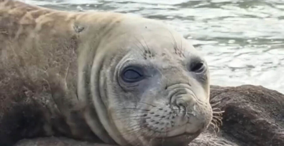 Elefante-marinho é flagrado descansando no Farol de Santa Marta em Laguna