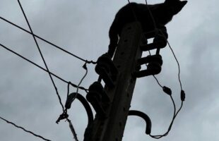 Gato é resgatado por bombeiros no alto de poste após fugir de cães de rua