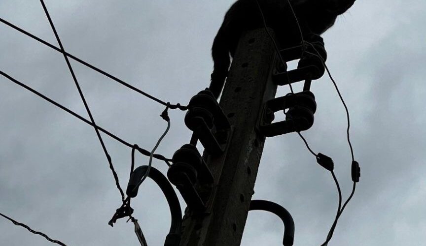 Gato é resgatado por bombeiros no alto de poste após fugir de cães de rua