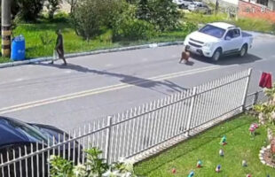 Polícia Civil investiga motorista que atropelou e matou cadela em Braço do Norte