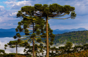 Semana começa com frio intenso, chance de geada e previsão de temporais em Santa Catarina