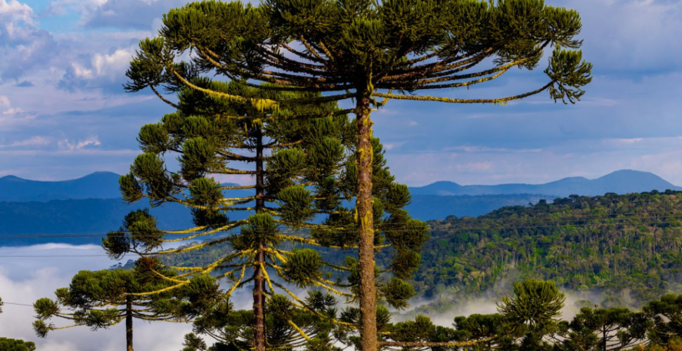 Semana começa com frio intenso, chance de geada e previsão de temporais em Santa Catarina