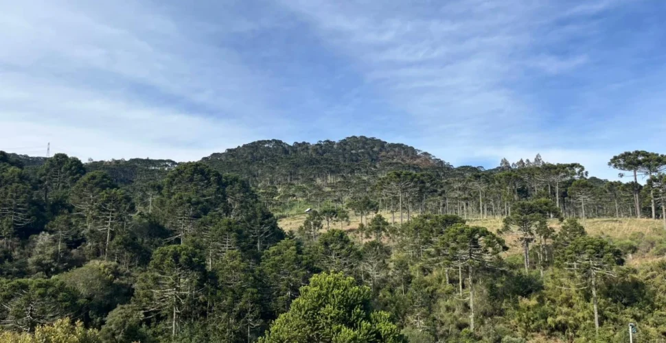 Serra catarinense registra geada e temperatura chega a 0°C nesta terça-feira