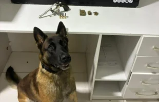 Cão farejador encontra arma carregada durante ação da PM em Criciúma
