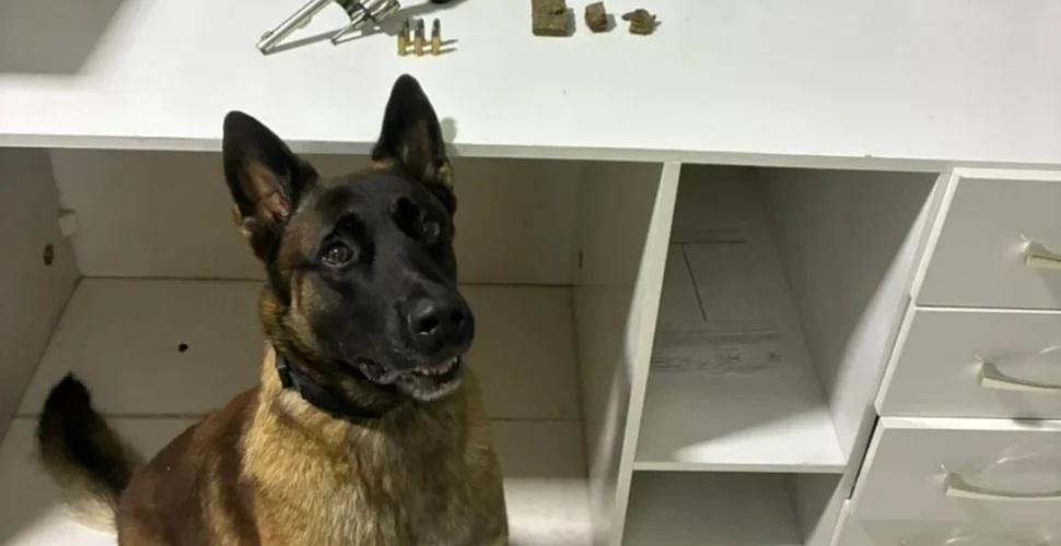 Cão farejador encontra arma carregada durante ação da PM em Criciúma