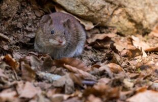 Santa Catarina registra caso de hantavírus enquanto variante rara assusta o mundo