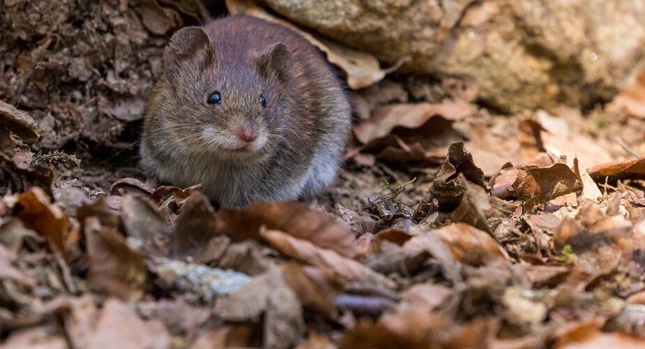 Santa Catarina registra caso de hantavírus enquanto variante rara assusta o mundo
