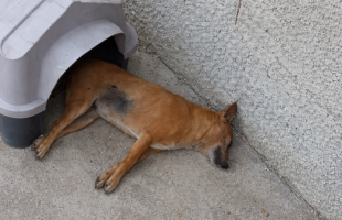Suspeita de envenenamento mata cães comunitários em Cocal do Sul