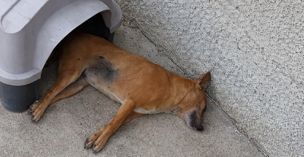 Suspeita de envenenamento mata cães comunitários em Cocal do Sul