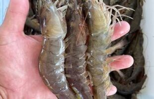 Camarão Laguna: o patrimônio pesqueiro que une homens e botos em Santa Catarina