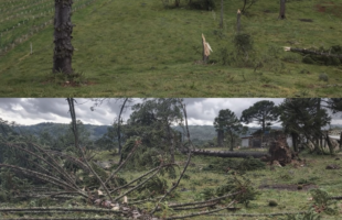 Tornado devastador atinge São Joaquim e destrói pomares de maçã na Serra Catarinense