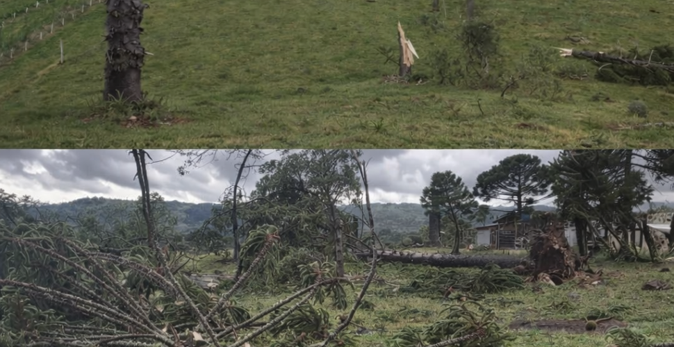 Tornado devastador atinge São Joaquim e destrói pomares de maçã na Serra Catarinense