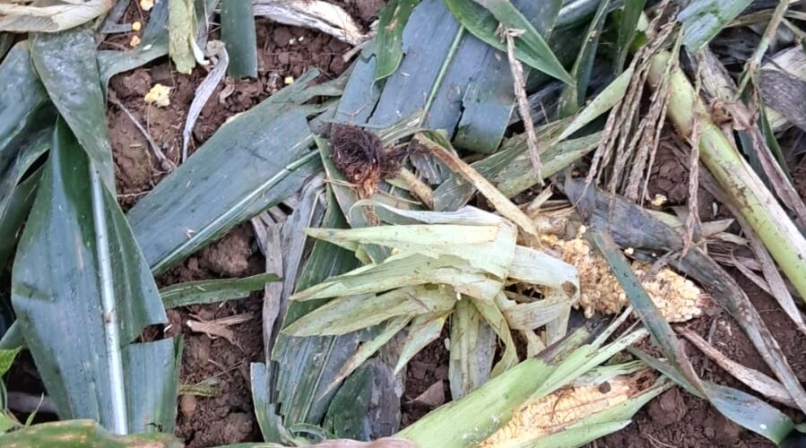 Javalis devastam lavouras em Urussanga e deixam produtores em alerta
