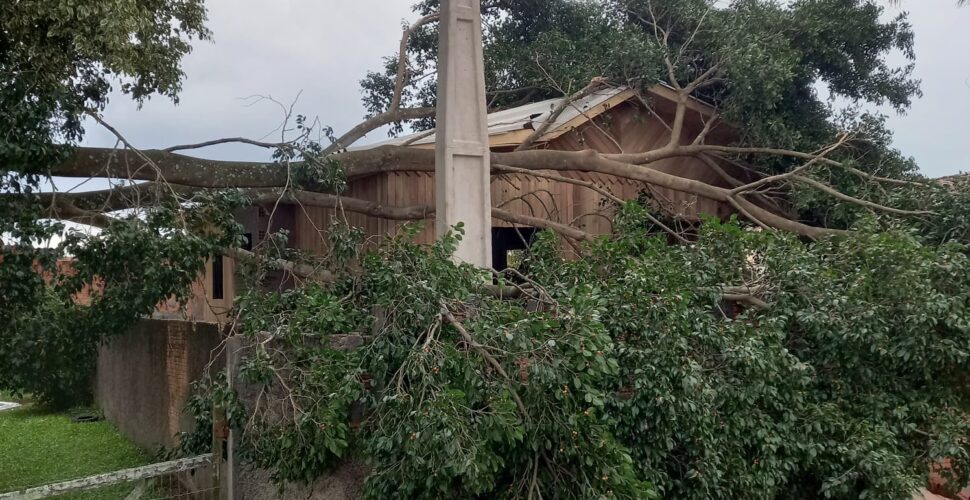 Ventania na madrugada antecede queda de temperatura e risco de geada inédita em maio no Sul catarinense