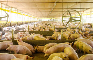 Embrapa transforma dejetos suínos em fertilizante e pode reduzir dependência externa
