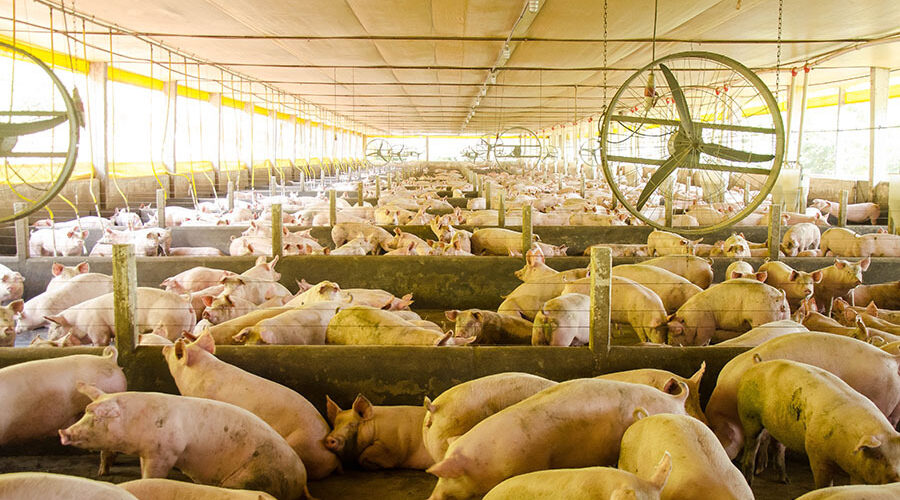 Embrapa transforma dejetos suínos em fertilizante e pode reduzir dependência externa