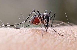 Prefeitura de Braço do Norte investiga morte suspeita por dengue