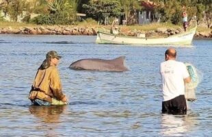 Filme sobre pesca com botos será exibido na Tesoura, em Laguna