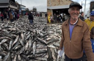 Mar de tainha: safra recorde cobriu praia e rendeu até R$ 200 por caixa em Santa Catarina