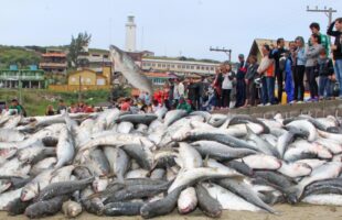 Abertura da temporada da pesca da tainha movimenta Laguna e toda a região sul de SC