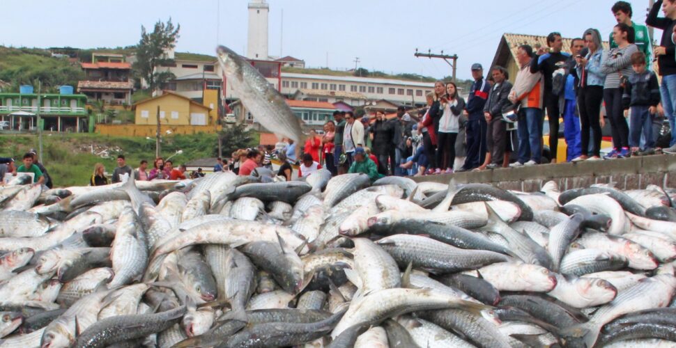 Abertura da temporada da pesca da tainha movimenta Laguna e toda a região sul de SC