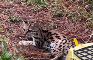 Gato-maracajá é resgatado após cair em armadilha de morador em Orleans