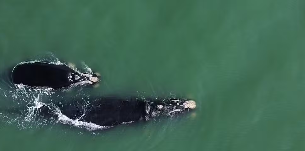 Primeiras baleias-francas da temporada são avistadas no litoral Sul de SC