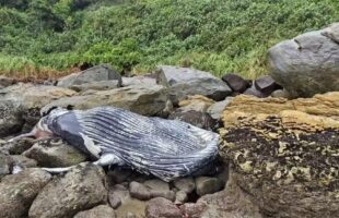 Baleia-jubarte é encontrada morta em costão de São Francisco do Sul