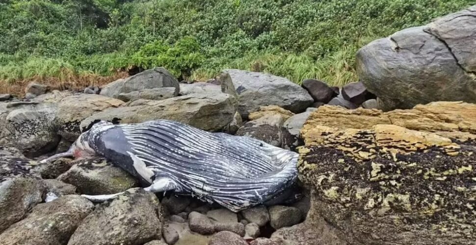 Baleia-jubarte é encontrada morta em costão de São Francisco do Sul