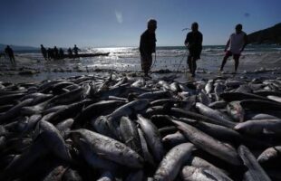 Pesca da tainha por arrasto de praia é encerrada após atingir limite de captura
