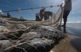Governo anuncia ampliação da cota da tainha para pescadores do Litoral Norte de SC