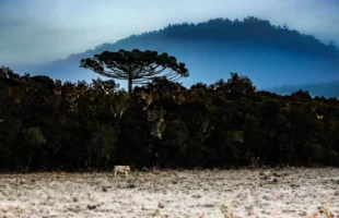 Defesa Civil alerta para chegada de forte massa de ar polar em Santa Catarina