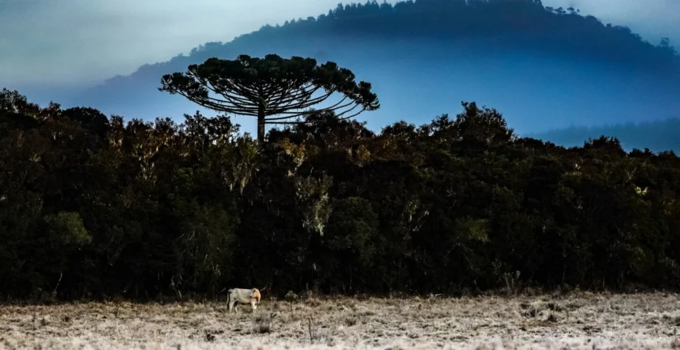 Defesa Civil alerta para chegada de forte massa de ar polar em Santa Catarina