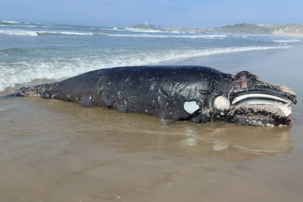 Filhote de baleia-franca é encontrado morto em Laguna