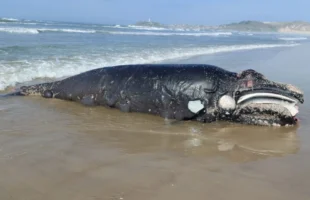 Filhote de baleia-franca é encontrado morto em Laguna