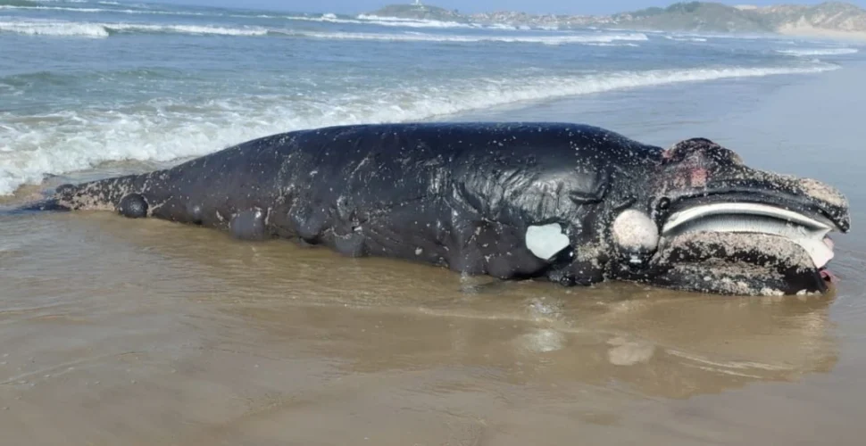 Filhote de baleia-franca é encontrado morto em Laguna