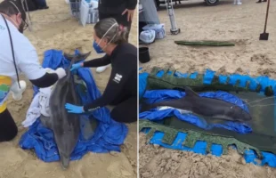 Golfinho debilitado é resgatado no Farol de Santa Marta, em Laguna