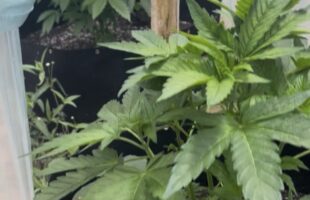 Polícia localiza estufa para cultivo de maconha durante operação em Lauro Müller