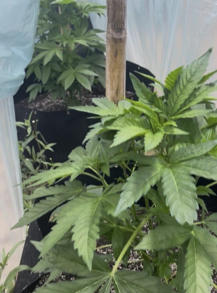 Polícia localiza estufa para cultivo de maconha durante operação em Lauro Müller