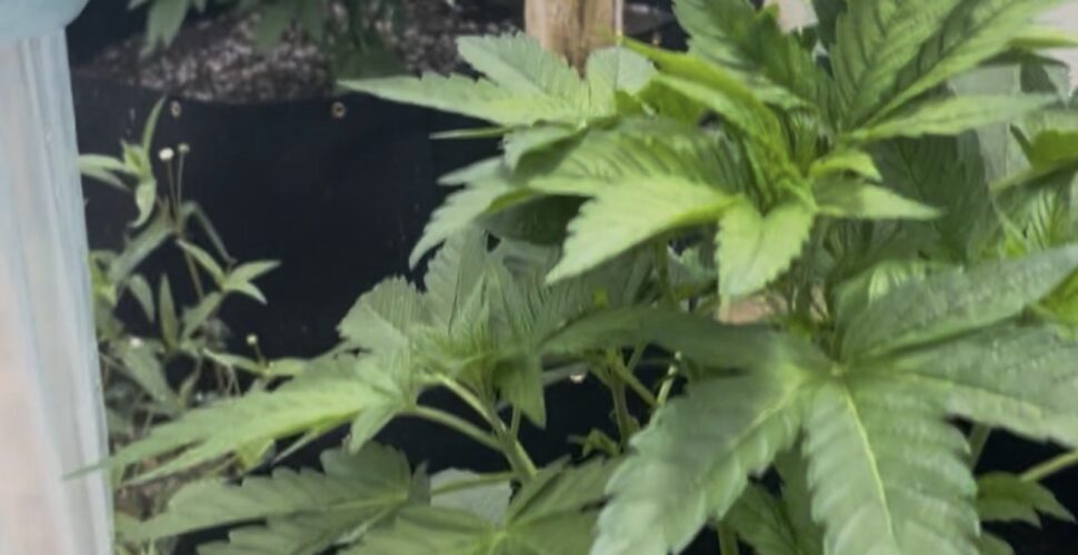 Polícia localiza estufa para cultivo de maconha durante operação em Lauro Müller