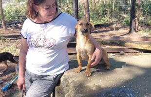 Abrigo de cães em Itanema, em Lauro Müller, pede apoio após invasão e prejuízos