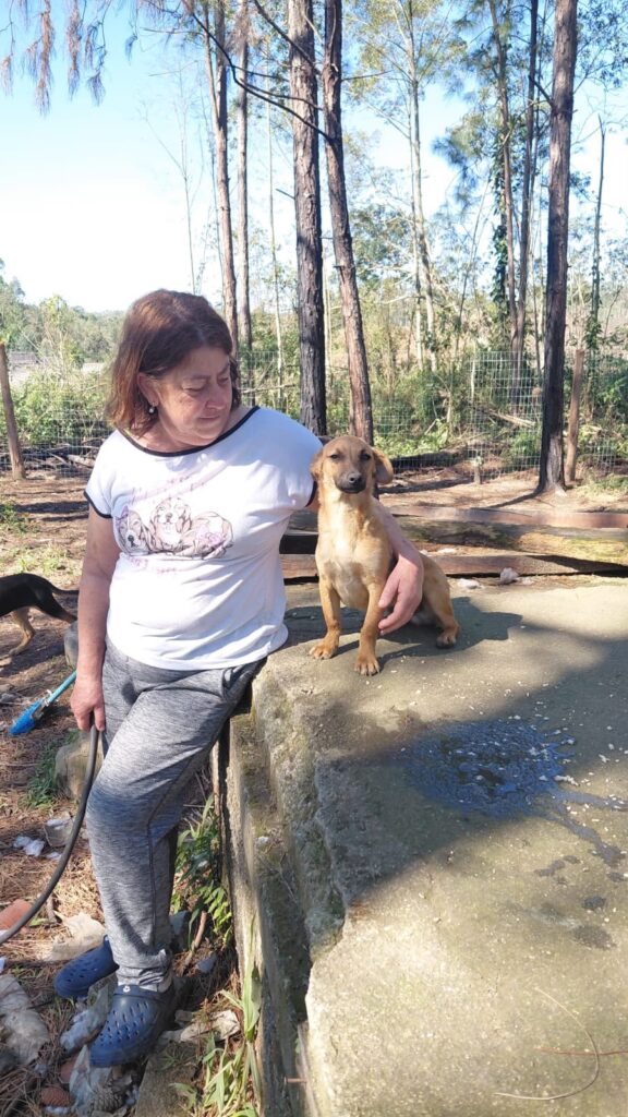 Abrigo de cães em Itanema, em Lauro Müller, pede apoio após invasão e prejuízos