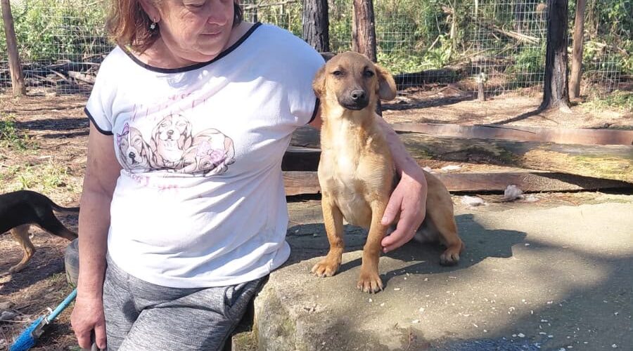 Abrigo de cães em Itanema, em Lauro Müller, pede apoio após invasão e prejuízos