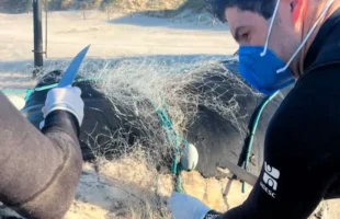Baleia-jubarte é encontrada morta e presa em rede de pesca em Laguna