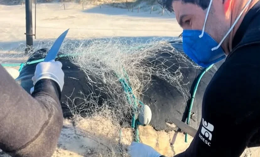 Baleia-jubarte é encontrada morta e presa em rede de pesca em Laguna