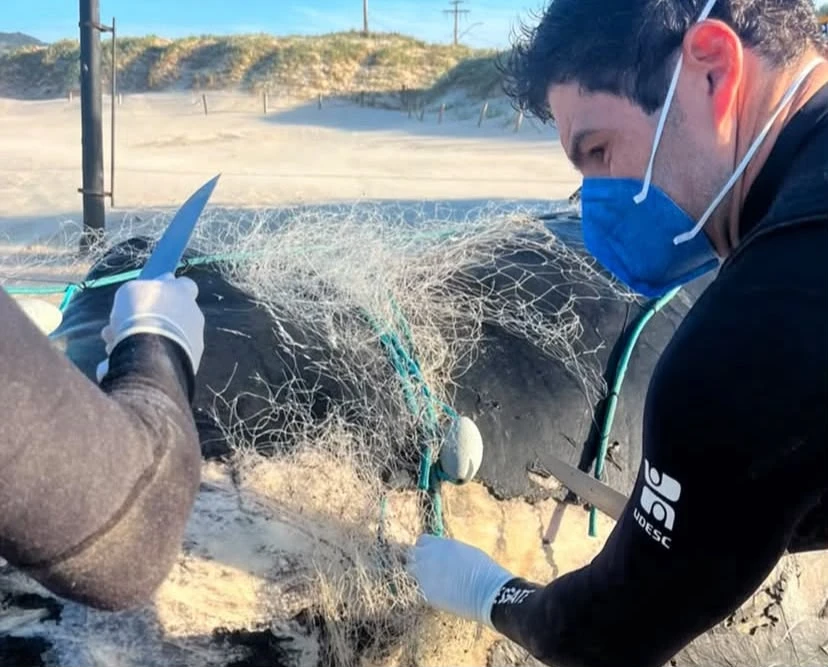 Baleia-jubarte é encontrada morta e presa em rede de pesca em Laguna